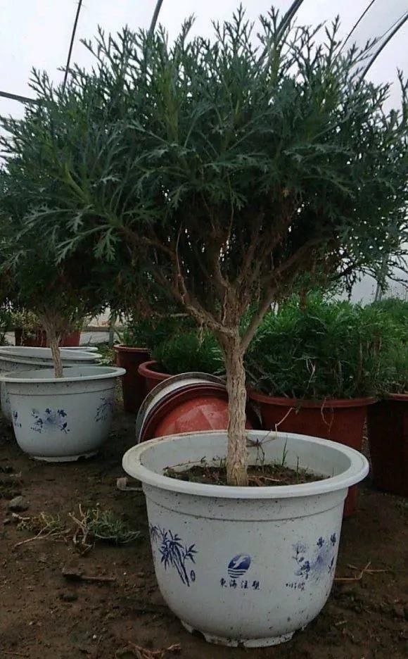 虎皮兰,红掌,吊兰养成老桩,变成大树,真壮观