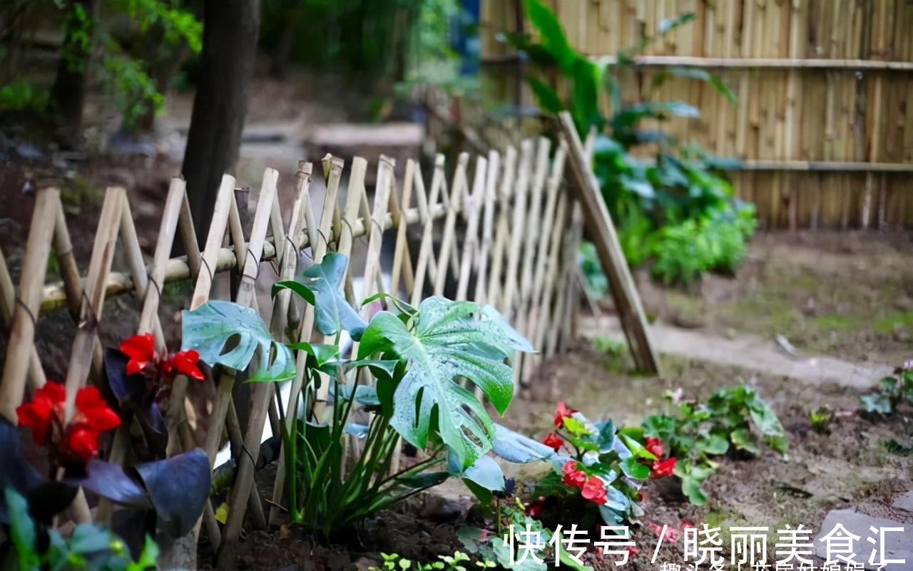 养花新手时常犯的5个养花错误，看似很美丽，实际很费钱