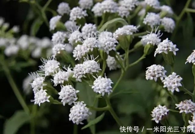 世界上十大剧毒植物,你身边有吗?