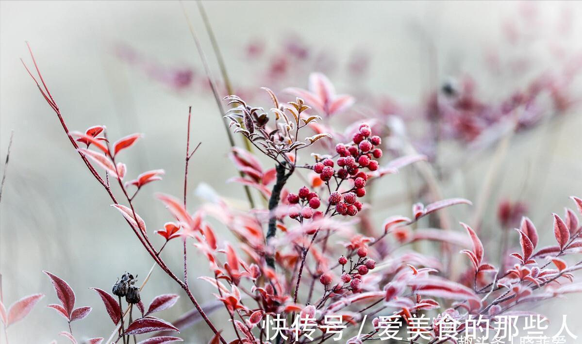 7种“吉祥果”，家里种一棵，喜气洋洋又“富贵”