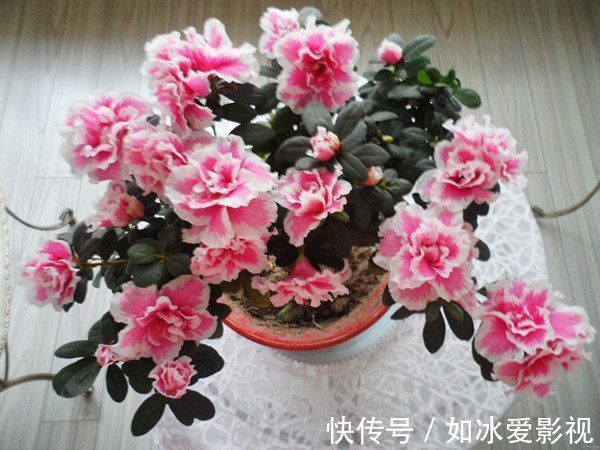 喜欢菊花,不如养盆“稀有名品”凤羽明霞,造化神秀,美极了!