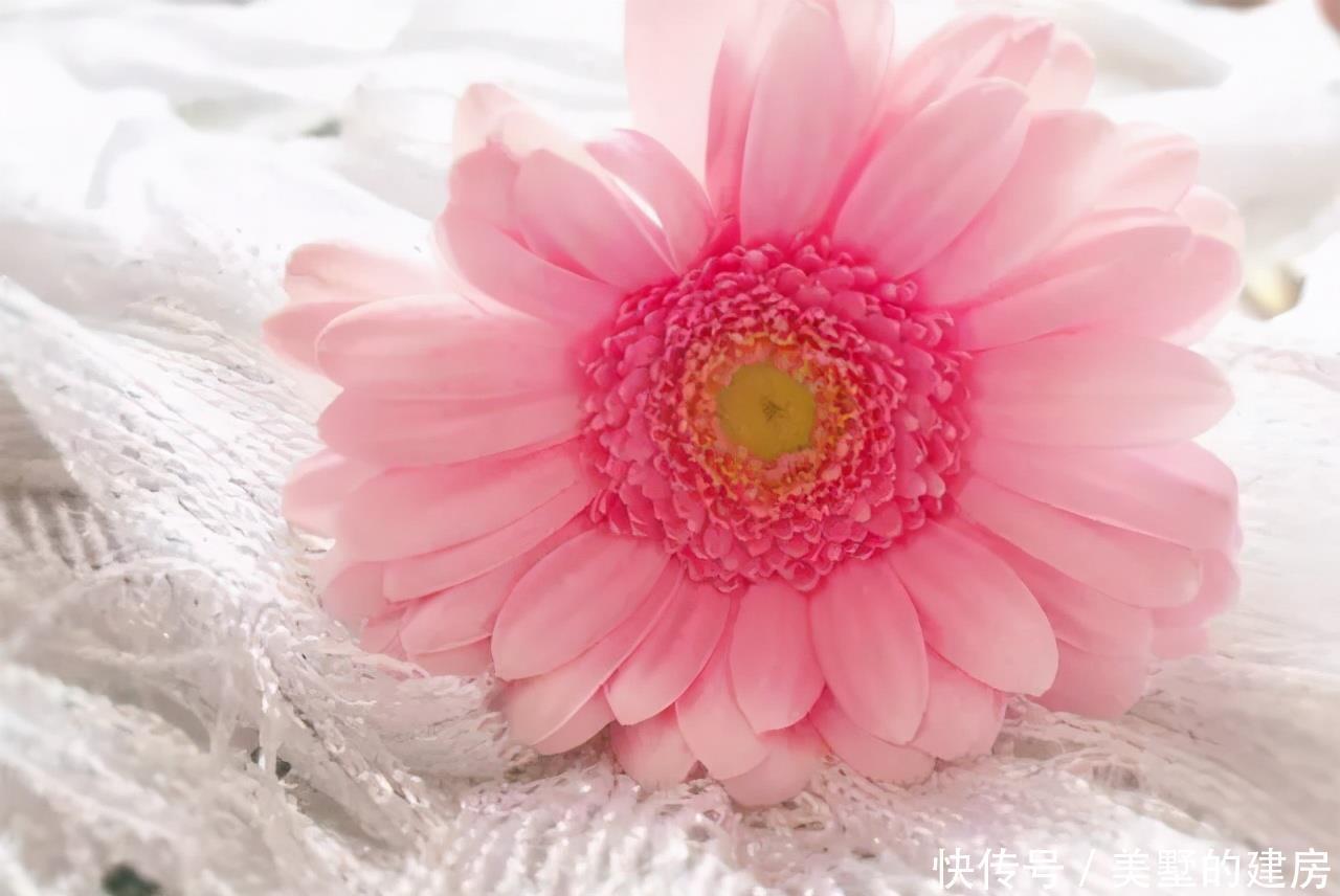 马蹄莲|4种花是婚礼常见花,随便选一种都好看,开了浪漫又唯美