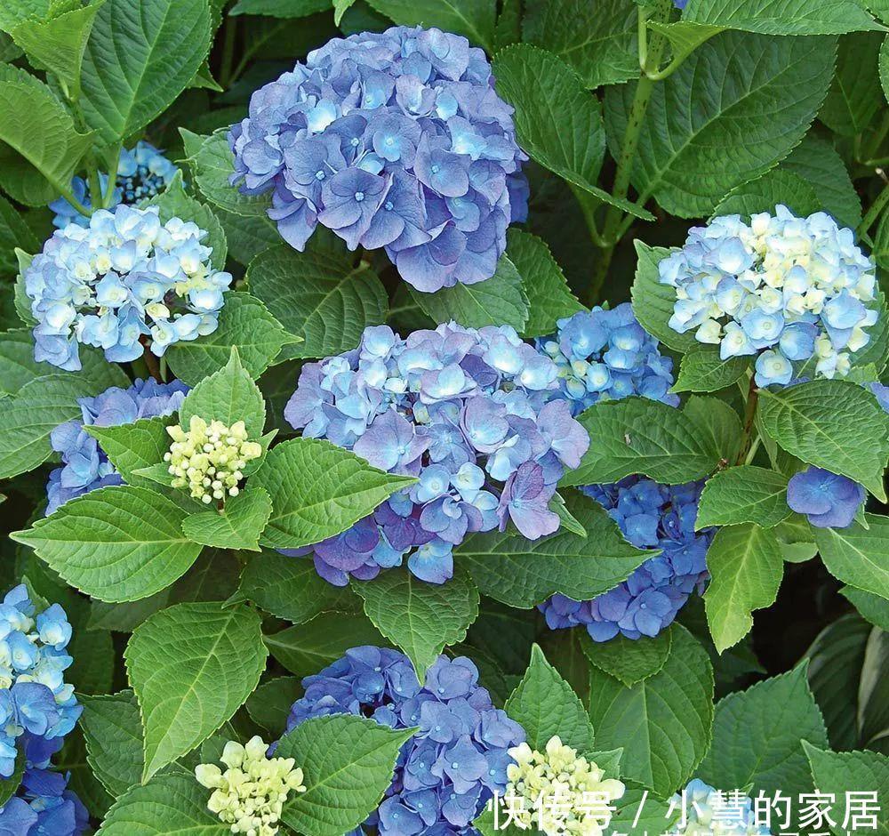 四季海棠|阳台别空着,养4种花,活脱脱像一小花园,看完我也想养!