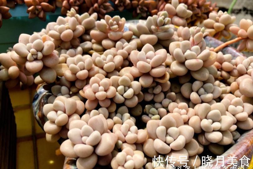 多肉戴伦和艾伦,虽名称相近,但一个养护至今,另一个则早已淘汰