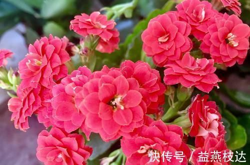 浇水|长寿花种植的历史不长,为什么会受到如此喜爱,长寿花种植技巧