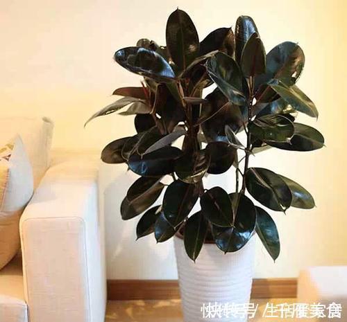橡皮树|4种懒人树,浇水懒一些,种在小盆里,呼呼长不停,是盆栽佳品!