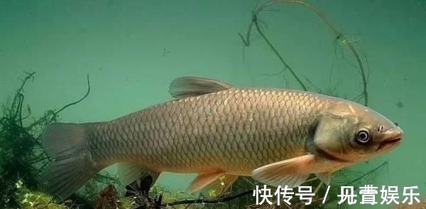 禾本科植物|别把钓草鱼看的那么难,做到这几点,连竿中鱼如若等闲