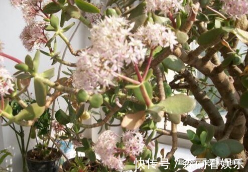 老桩|玉树喜欢喝“酸水”,10天喝一次,枝条“老得快”,开成大花树