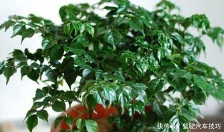 幸福树掉叶不要怕,死记这几招,叶子油亮枝繁叶茂!