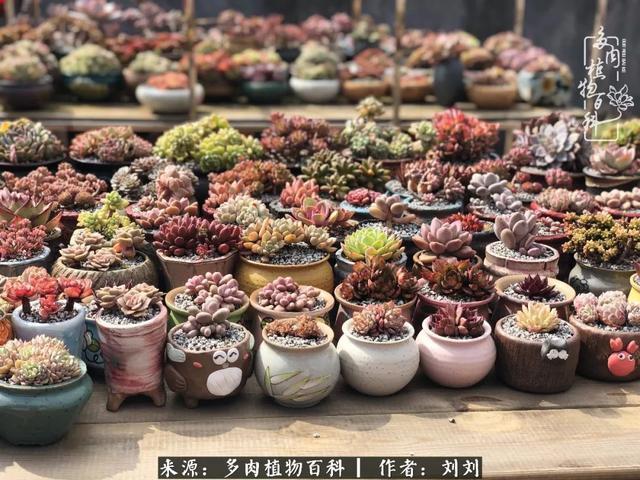 爱多肉，爱生活，我们是一群快乐的养肉人！