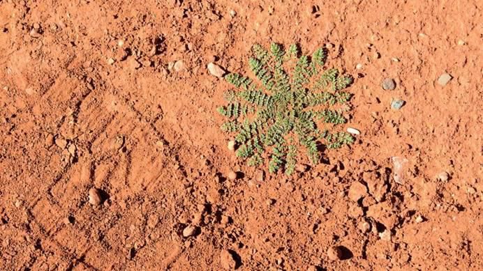 美国“毅力号”即将着陆火星，这次外星生命能藏得住吗？