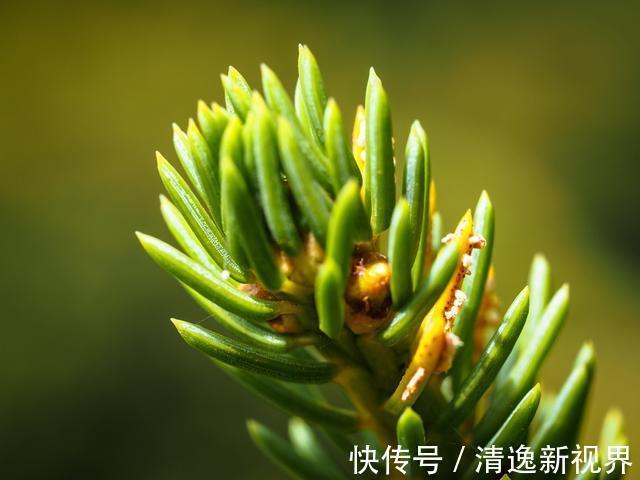 山上捡个“松果”养盆里，没几天就发芽，放在书房意境足！