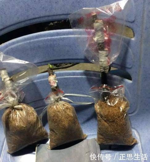 扦插花卉不用土壤,用上此“材料”,10天生根发芽,白根往外冒