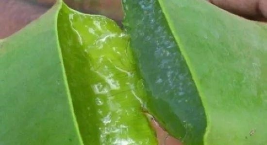 家里养花不要瞎眼!这6种花旺财又养人,有2种花是大忌!