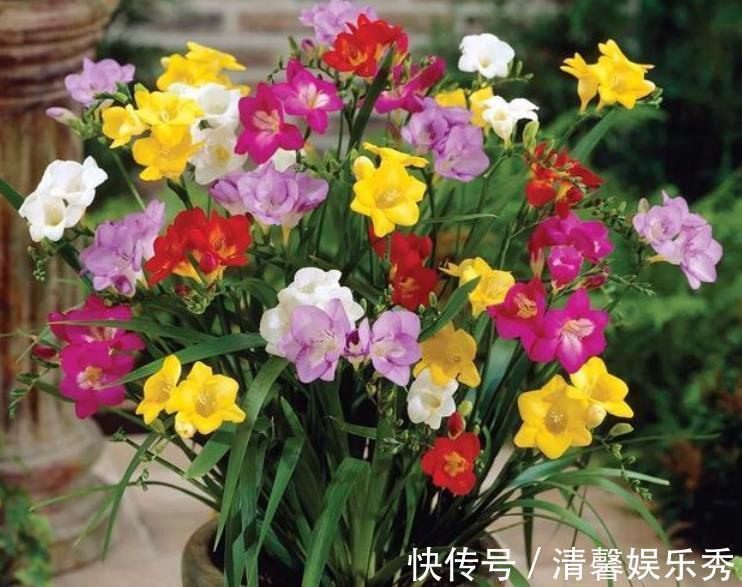 4种花超漂亮,家里养一盆,满屋飘香,清新优雅