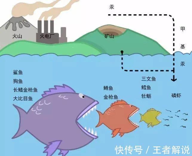 DH这几种鱼富含DHA,但千万别给宝宝吃!
