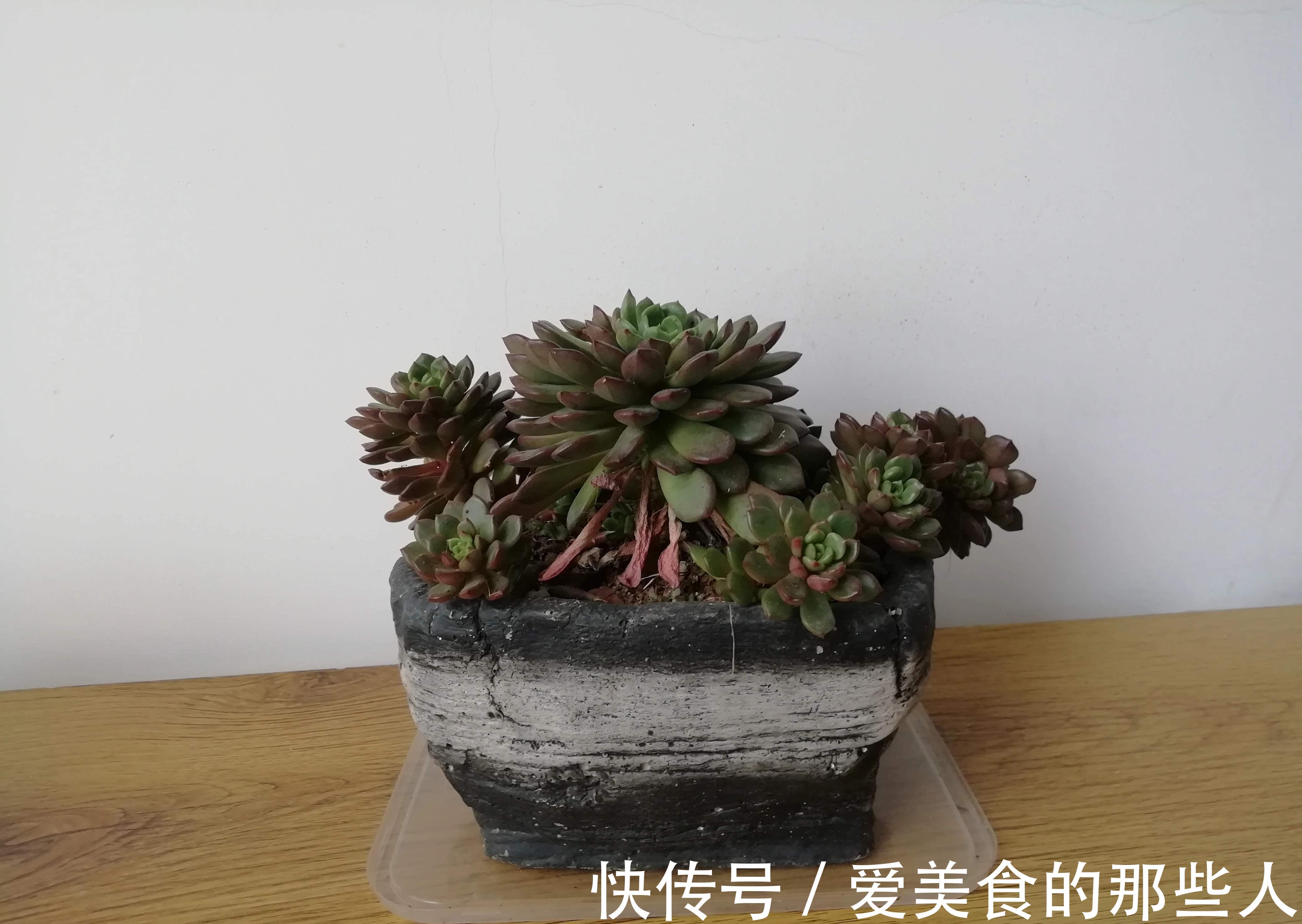 浇水|有些人养花10年都没搞清楚,浇水是一门学问,越简单越容易忽视