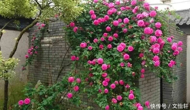 品种|100个月季品种，千姿百态，每个都很漂亮，图名并茂，值得收藏