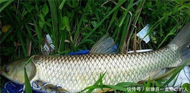 力气|失手绳如何遛鱼？这3个技巧缺一不可，学会老钓友都佩服你！