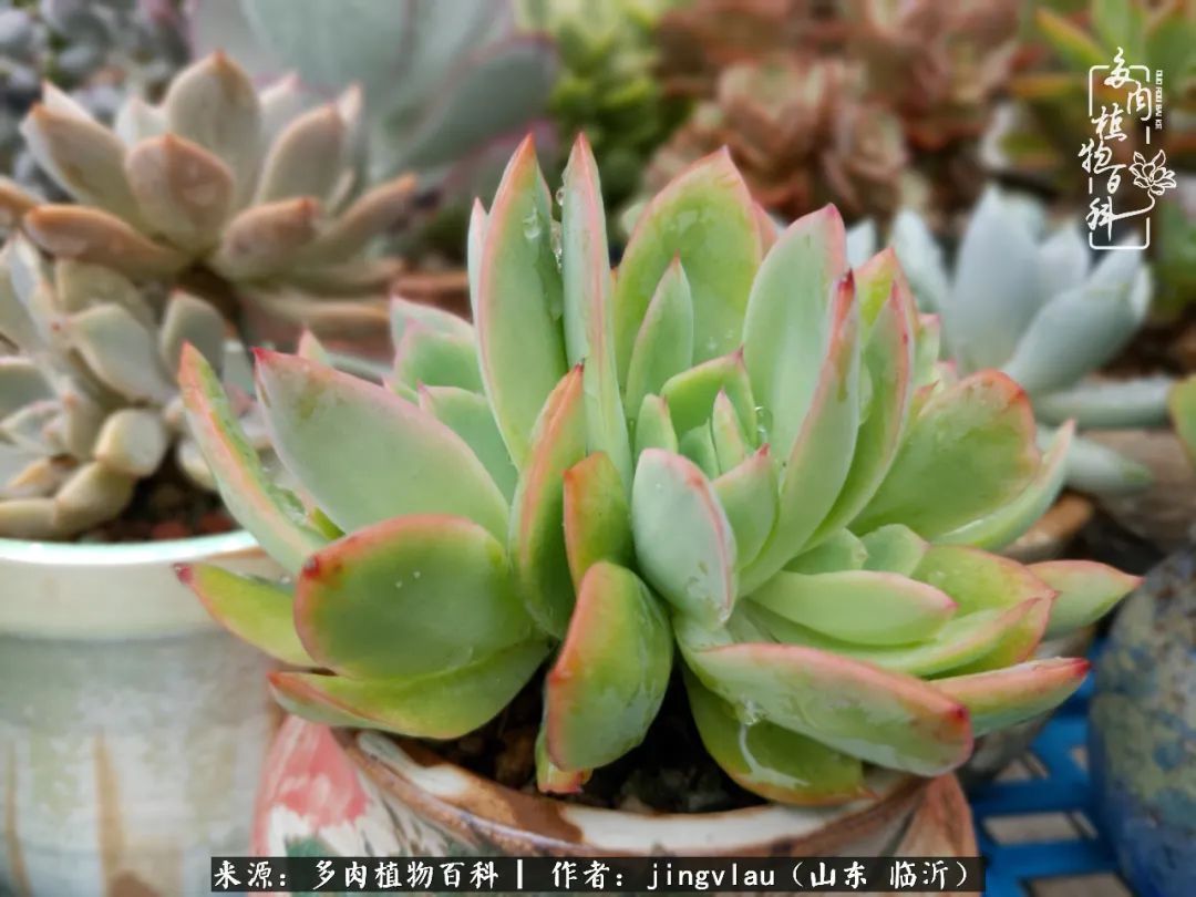 花月|多肉露养度夏,没遮阳没遮雨,有惊无险!