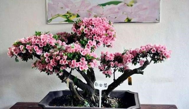 有机肥|花土硬得像石头,烂根又黄叶,灌点它很快变松软,不用换土!