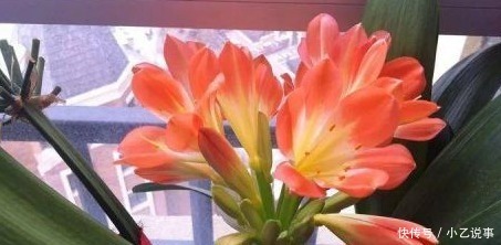 10种花，别着急往屋里搬，放外面冻20天，明年开花才旺