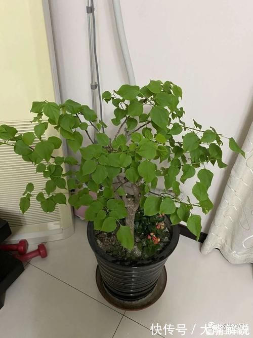 养分|养三角梅,用一种废渣,满树的花苞,开花一次接一次