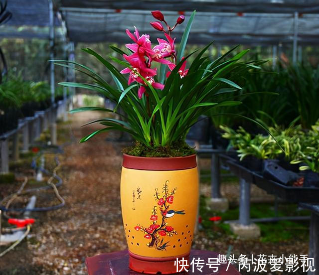 红贵妃|真正“贵气”的兰花,长这样,它美艳绝伦,花香浓郁,人见人爱