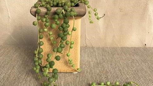 养什么多肉好6种好养活的“佛系”多肉，好养还省心