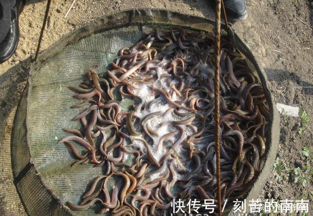 泥鳅钓鱼为什么人人喊打对鱼伤害究竟多大两天钓空一个大水库