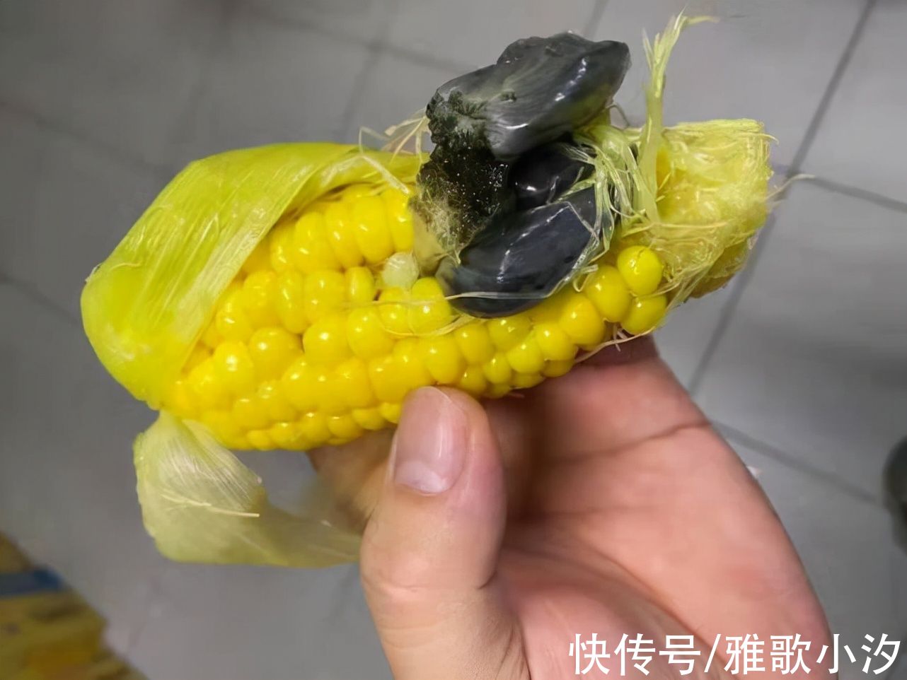 以为是青蛙!他打开玉米惊见“黑色物体”,内行网友:是“松露”