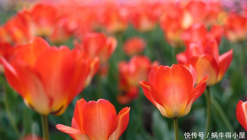 绣球、紫藤、腊梅需要低温春化,冻满一个月,否则会不开花