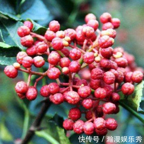 脚气|一把花椒八种病,巧用花椒解烦恼,不仅治脱发,还能治疗脚气!