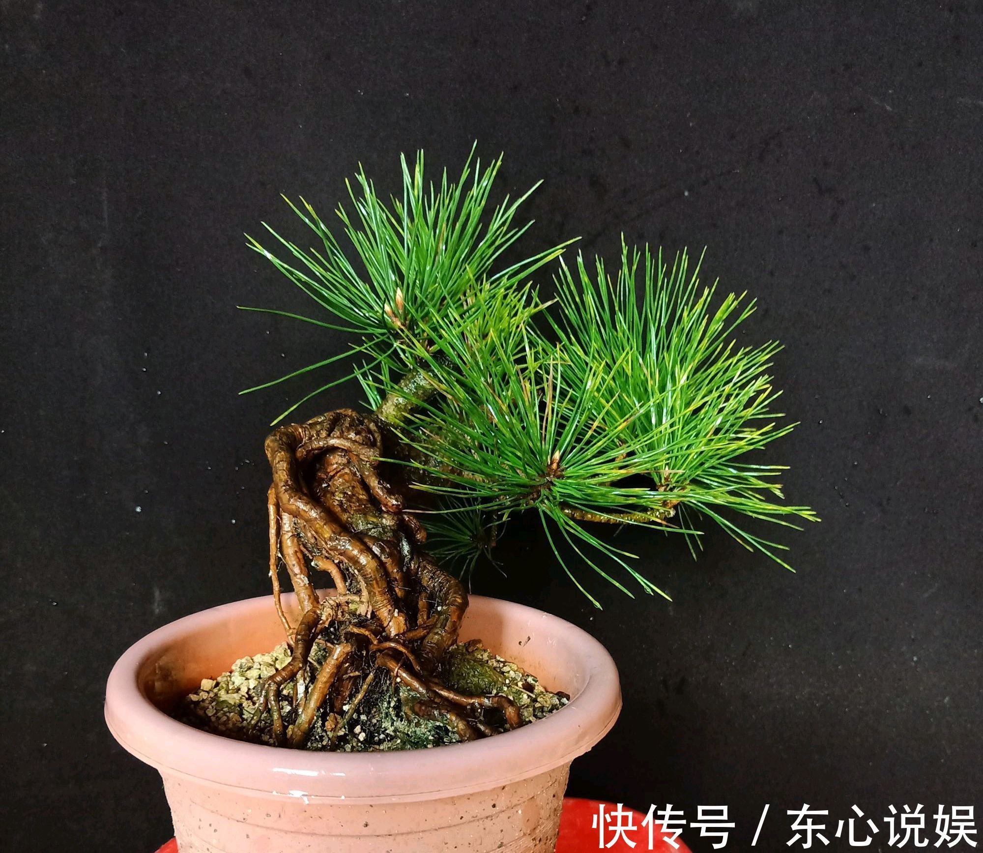 盆景|黑松盆景蓄枝让枝条快速增粗的方法摇动枝条增粗法,想多粗都行