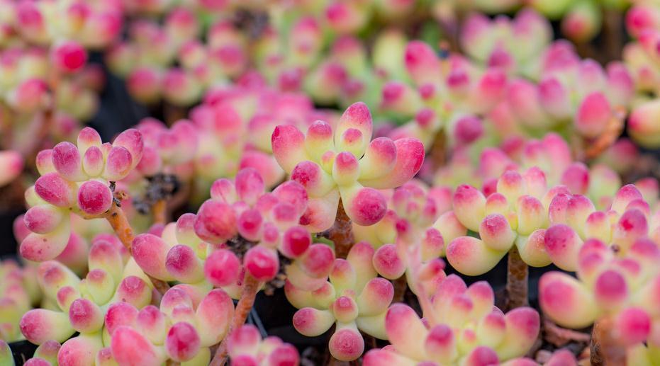 多肉乙女心的4个养殖经验,做好这4点你的乙女心立马出果冻般状态