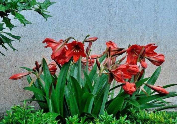 养花一点也不难,几点简单的小窍门,家里啥花都能养爆盆