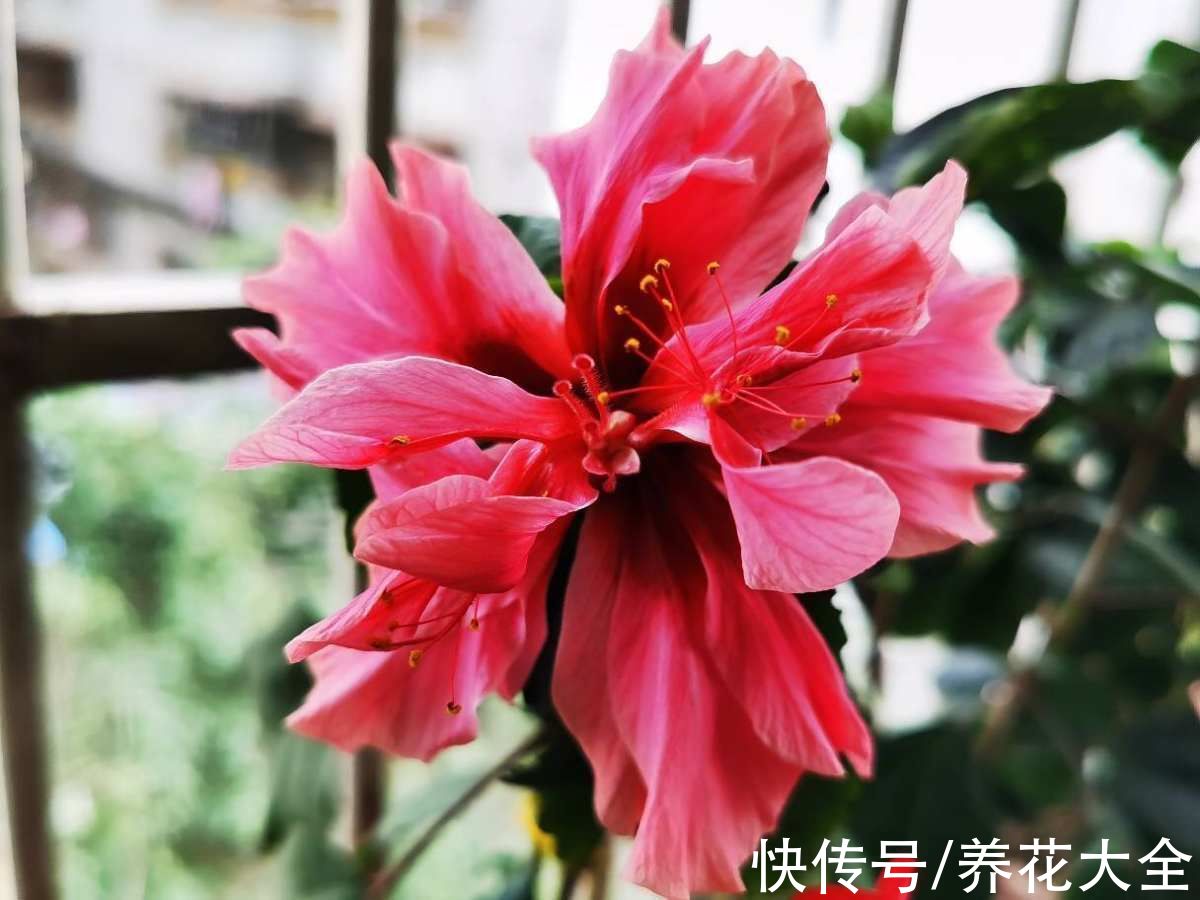 植物|养花浇水有“6方法、7禁忌”，赶紧看看