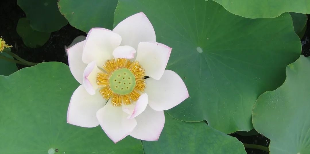 莲须|一物“六药”,全身都是宝!清心安神,补脾止泻,搭配这4种方法效果更好