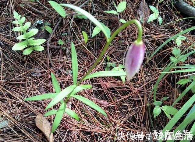 百合花|半山腰生长的野果,开着大喇叭花却用处多,遇到了多留意一下