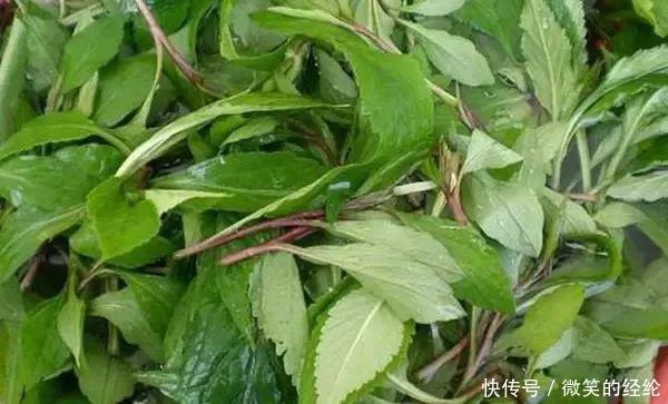 芹菜|建议：常见的这4种野菜，尽量少吃或不吃，或会危及健康