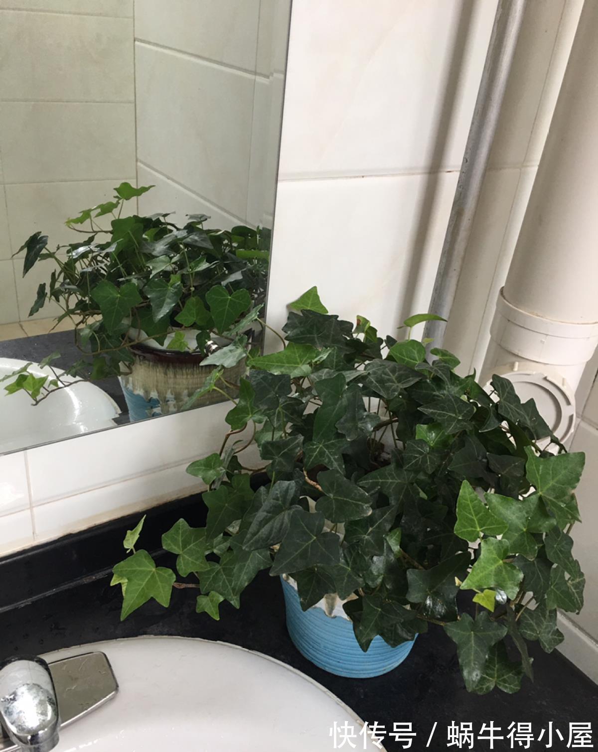 卧室|室内养花不能贪多，养得太多对身体不好，适量最重要