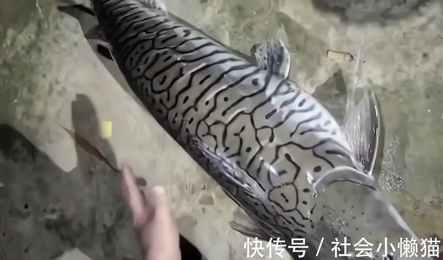 物种|珠江钓起“罕见怪鱼”,全身布满“虎皮”,可能是国家保护鱼类?