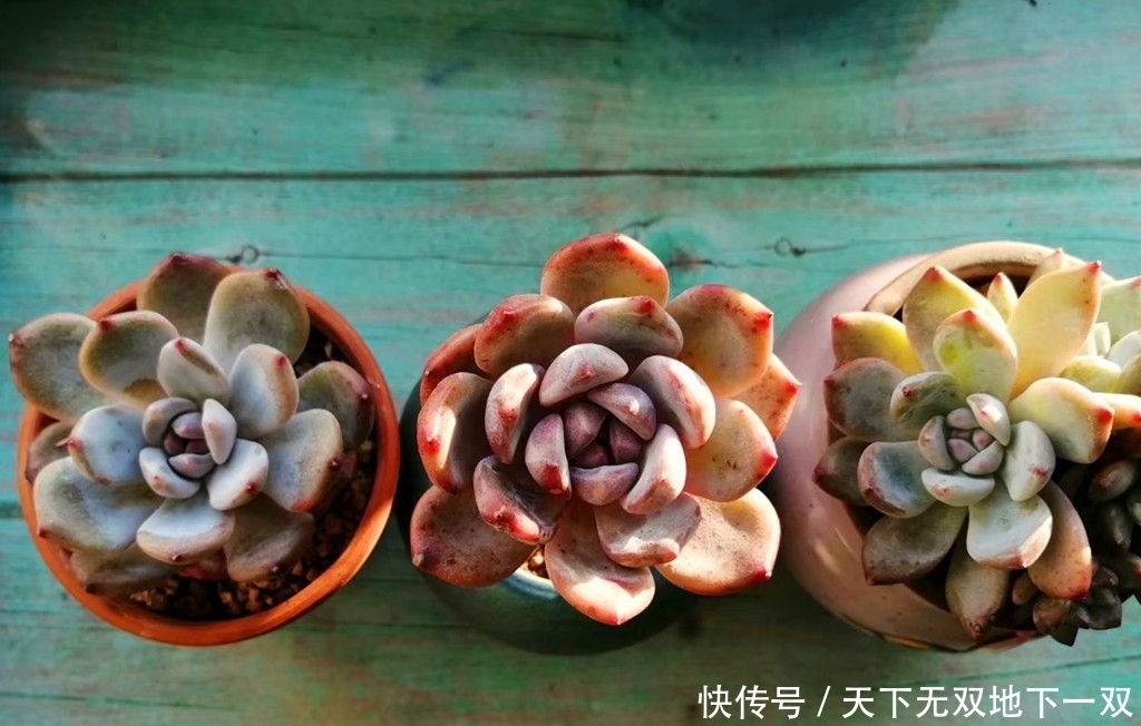 上当受骗|优选多肉的秘密,知道后可以避免上当受骗,还能繁殖出更美的肉肉