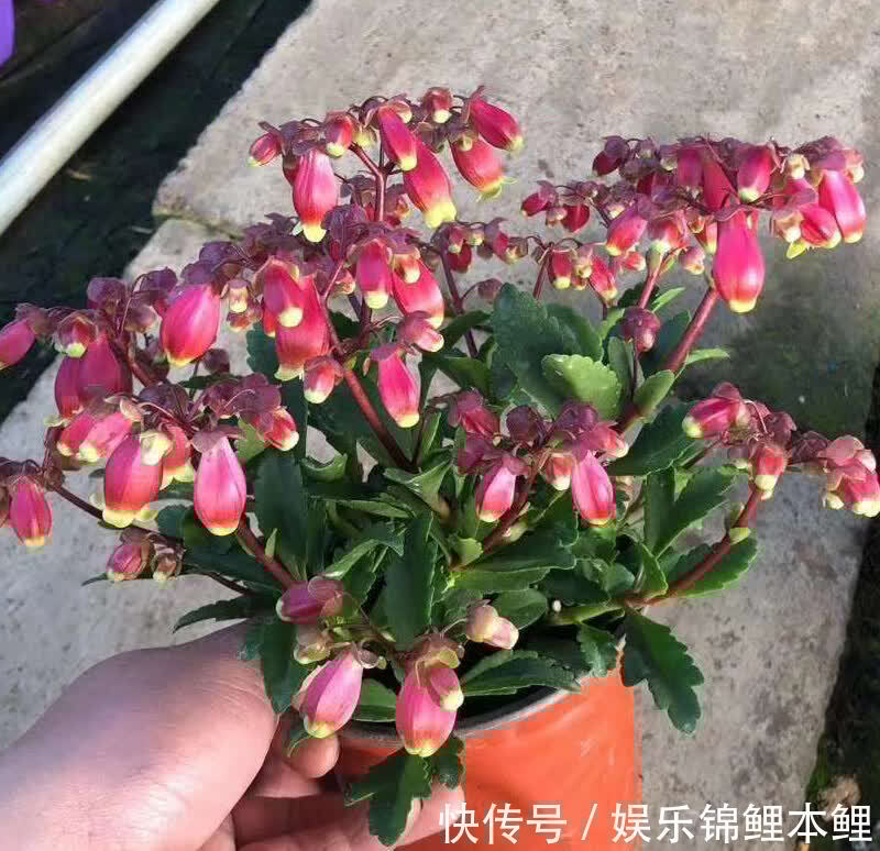 花卉|哪些花卉适合秋季盆栽，开花美、好管理？这4款首当其冲，值得