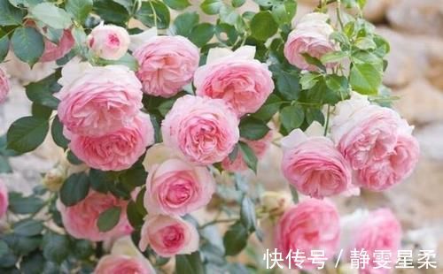 一年中什么时候最适合给月季施肥呢?