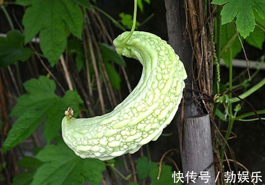 蕨菜|肿瘤主任癌症晚期,常吃3种蔬菜,或让你多活10年!