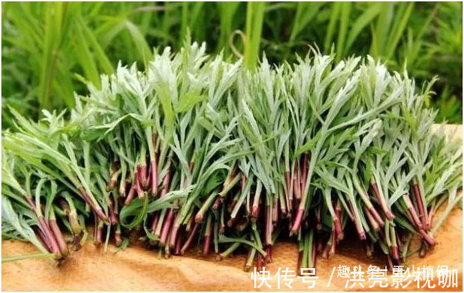 治病|农村以下几种野菜，每个都是治病的良药，老中医非常喜欢