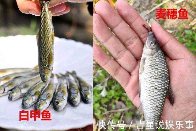 华鳈|九成钓友都会把这几种鱼认错,和牢底坐穿鱼搞混就麻烦了