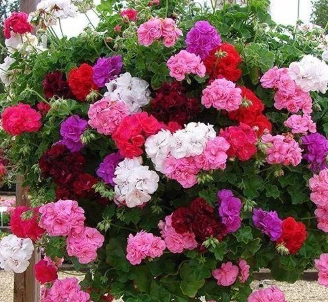 家养此款花卉，花大色艳胜玫瑰，花朵美艳，随便一养成花海