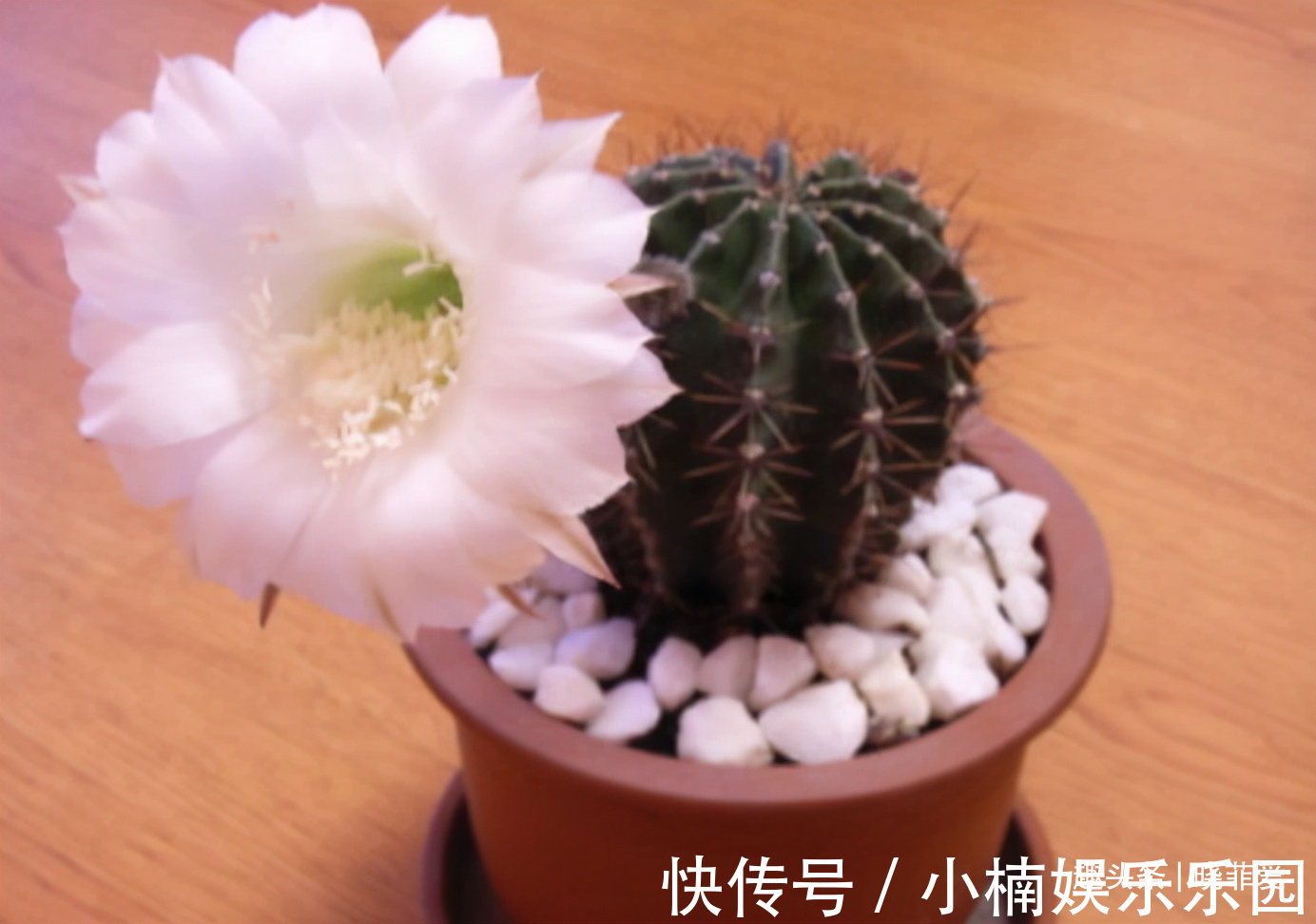 容易被水浇死的“14种花”,手太勤反而养不活